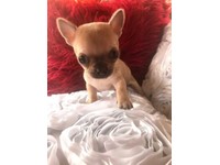 done deal chihuahua